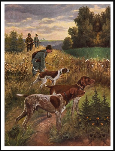 German shorthaired pointer - german,