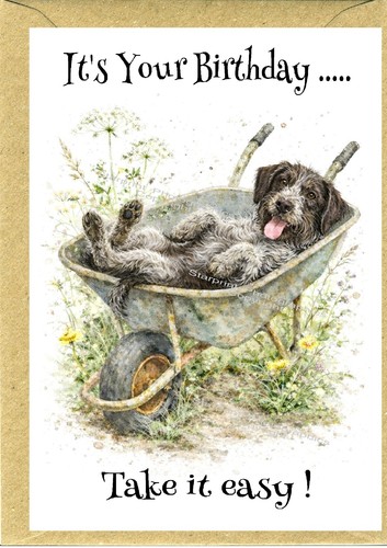 German wirehaired pointer x - german,