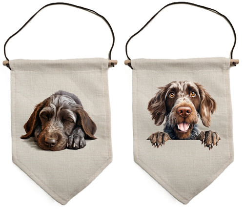 German wirehaired pointer - wirehaired,