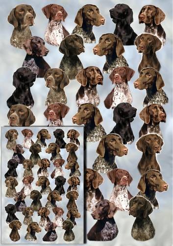 German shorthaired pointer - pointer, dog