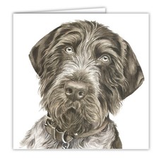 German Wirehaired Pointer