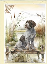 German Wirehaired Pointer Dog