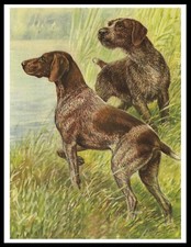 GERMAN SHORTHAIRED &