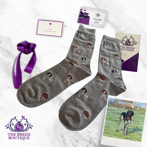 German shorthaired pointer - german,