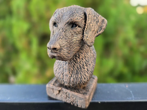 German wirehaired pointer - pointer, bust